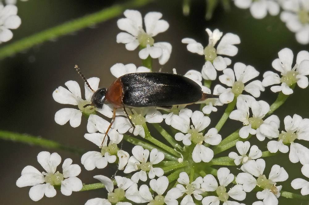 Mordellochroa abdominalis?